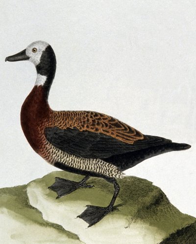 Duck of Maragnan by Francois Nicolas Martinet