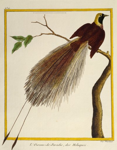 Greater Bird-of-Paradise (Paradisaea apoda) by Francois Nicolas Martinet