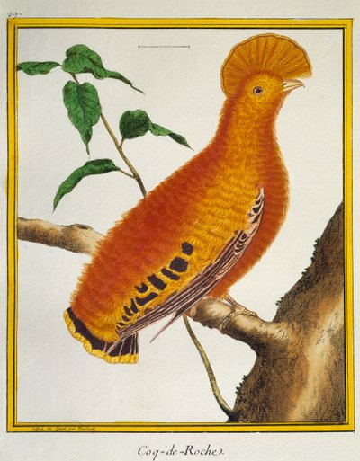 Guianan Cock-of-the-rock (Rupicola rupicola) by Francois Nicolas Martinet