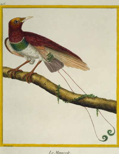 King bird-of-paradise (Cicinnurus regius), from the Histoire naturelle des oiseaux by Francois Nicolas Martinet