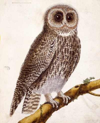 Owl (from 