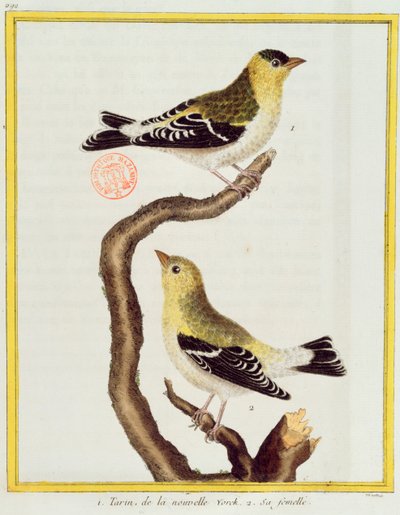 Pair of siskins, from 