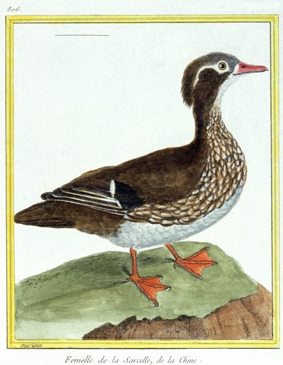 Chinese Teal. Engraving by Francois Nicolas Martinet in: Histoire naturelle des oiseaux, by Georges Louis Leclerc de Buffon, France, c.1777 (colour engraving) by Francois Nicolas Martinet