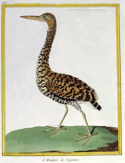 Heron of Cayenne (French Guiana). Engraving by Francois Nicolas Martinet in: Histoire naturelle des oiseaux, by Georges Louis Leclerc de Buffon, France, c.1777 by Francois Nicolas Martinet
