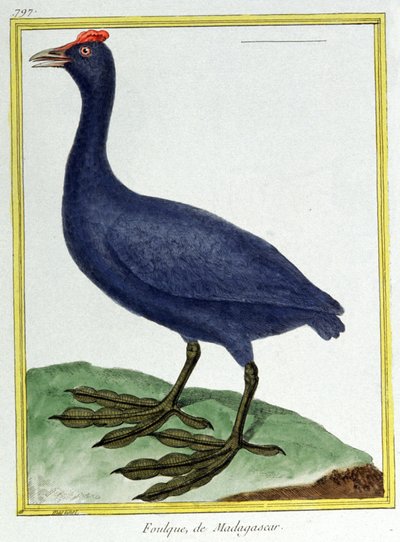 Red knobbed coot (of Madagascar). Engraving by Francois Nicolas Martinet in: Histoire naturelle des oiseaux, by Georges Louis Leclerc de Buffon, France, c.1777 by Francois Nicolas Martinet