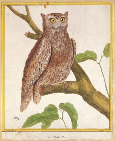 Scops Owl by Francois Nicolas Martinet