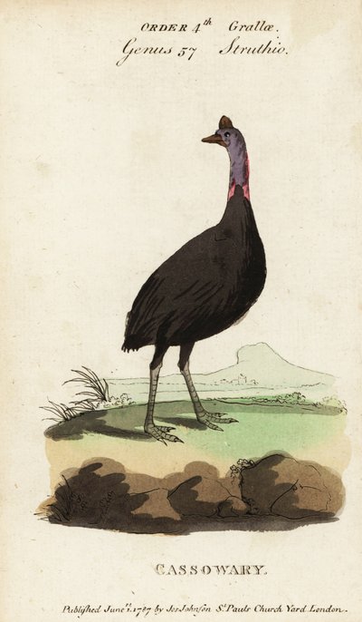 Southern cassowary, Casuarius casuarius by Francois Nicolas Martinet
