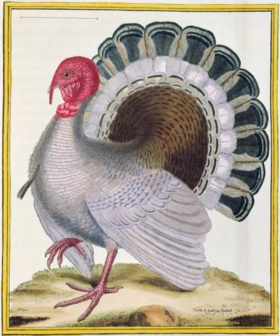 Turkey, from 