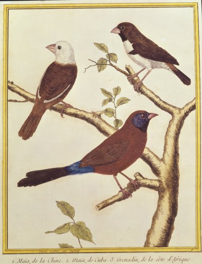 White-headed Munia, Double Coloured Seed Eater and Violet Eared Waxbill by Francois Nicolas Martinet