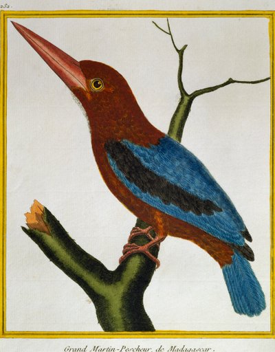White-throated Kingfisher by Francois Nicolas Martinet