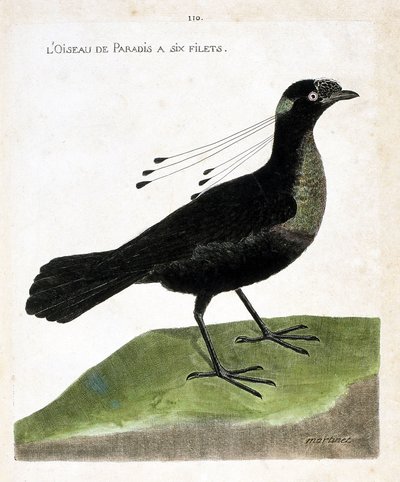 Zoological board (ornithology): bird of paradise has six nets (wahnes paradise or wahnesi patoria). Illustration in 
