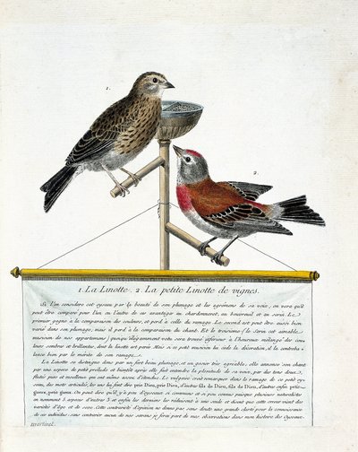 Zoological board (ornithology): from top to bottom: The linotte and the small linotte of the vines on a perch. Illustration in 