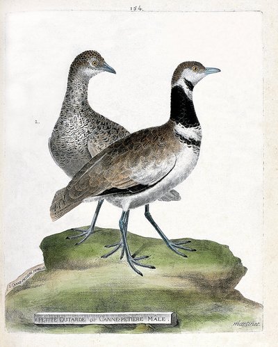 Zoological board (ornithology): front: small bustard or small male cane and back: female small cane (canepetiere bustard or tetrax tetrax). Illustration in 