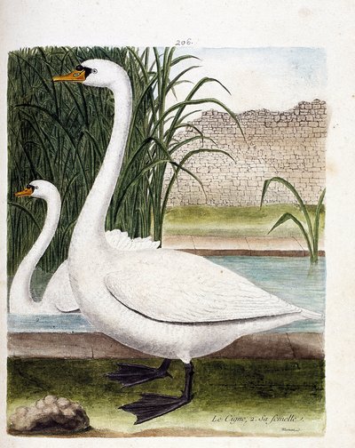 Zoological board (ornithology): in front: the swan and behind its female (tuber swan or cygnus olor). Illustration in 