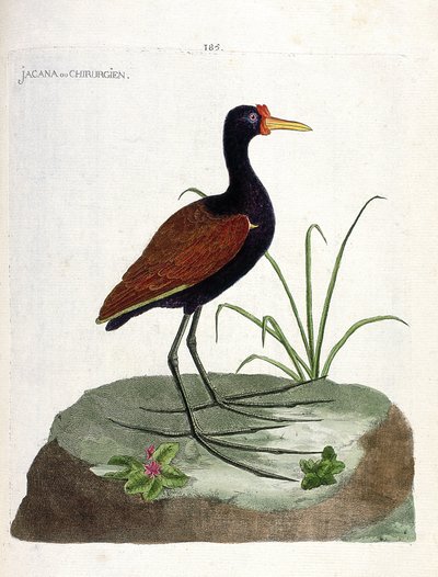 Zoological board (ornithology): jacana or surgeon (jacana noir or jacana jacaa). Illustration in 