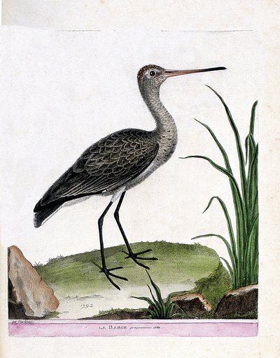 Zoological board (ornithology): the barge itself (limosa limosa). Illustration in 