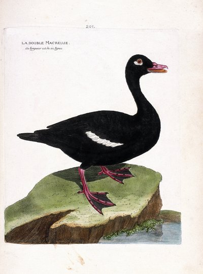 Zoological board (ornithology): the double scoter (brown scoter or melanitta fusca). Illustration in 