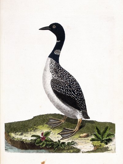 Zoological board (ornithology): the large spot dive (gavia immer). Illustration in 