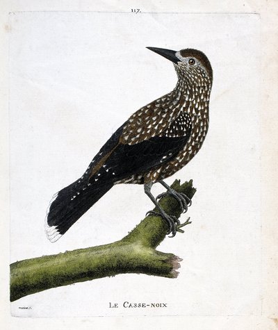 Zoological Board (Ornithology): The Nutcracker (Fly Nut or Nucifraga Caryocatacts) on a Branch. Illustration in 
