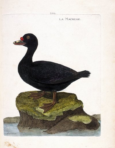 Zoological board (ornithology): scoter (black scoter or melanitta nigra). Illustration in 
