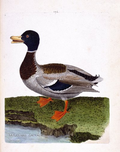Zoological board (ornithology): wild duck (mallard duck or anas platyrhynchos). Illustration in 