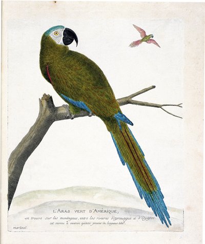 Zoological chart (ornithology): American green aras (Ara vert or ara severa) on a branch. Illustration in 