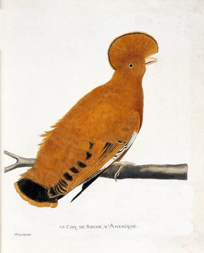Zoological Chart (Ornithology): American Rock Rooster (Orange Rooster or Rupicola Rupicola) on a Branch by Francois Nicolas Martinet