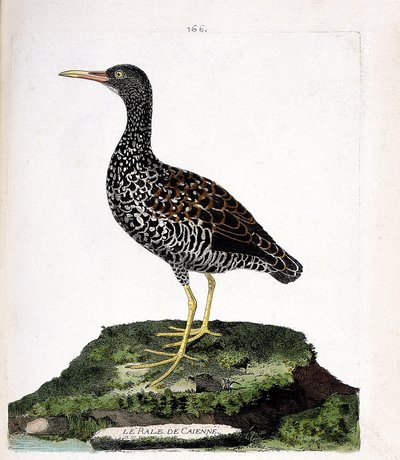 Zoological chart (ornithology): Caienne