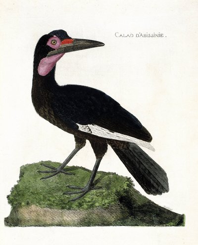 Zoological chart (ornithology): Calao d