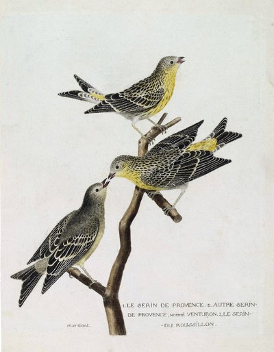 Zoological chart (ornithology): From top to bottom: serin du Roussillon on a branch, the serin de provence and other serin de provence. Illustration in 
