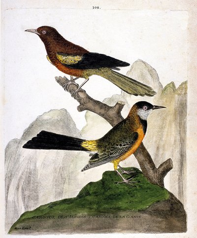 Zoological chart (ornithology): Ilinois Blackbird (Baltimore oriole or icterius bonana) and Guiana Blackbird (Martinique oriole or icterius bonana) on a branch. Illustration in 