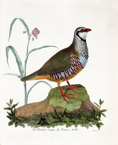 Zoological chart (ornithology): La partridge rouge de France, male (red partridge or alectoris rufa). Illustration in 