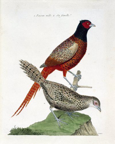 Zoological chart (ornithology): Male pheasant and female (colchid pheasant or Phasianus colchicus). Illustration in 