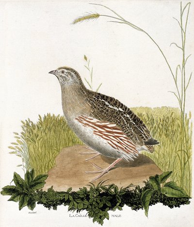 Zoological chart (ornithology): Male quail (ble quail or coturnix coturnix). Illustration in 