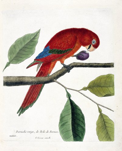 Zoological chart (ornithology): Red parakeet from the island of Borneo (Great eclectus or eclectus roratus). Illustration in 