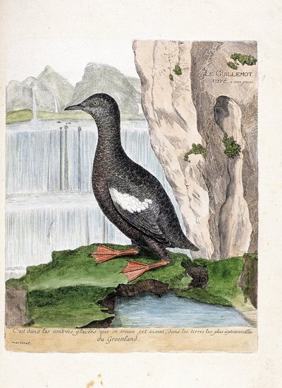 Zoological chart (ornithology): Striped Murrelet (Cepphus grid). Illustration in 