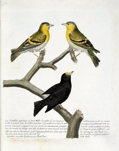 Zoological chart (ornithology): Tarin. Top left: male, right: female. Bottom: another variety. Illustration in 