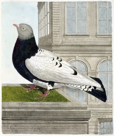 Zoological chart (ornithology): The Roman pigeon (columba livia). Illustration in 