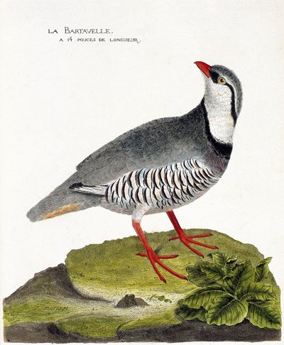 Zoological chart (ornithology): The bartavelle (partridge bartavelle or Alectoris graeca). Illustration in 