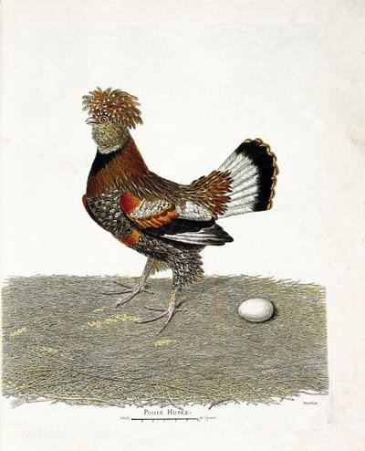 Zoological chart (ornithology): The chicken and its egg. Illustration in 