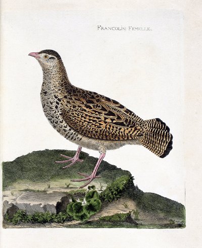 Zoological chart (ornithology): The female francolin. Illustration in 