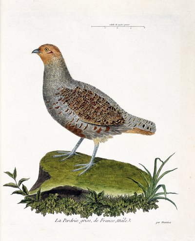 Zoological chart (ornithology): The gray partridge of France, male. Illustration in 