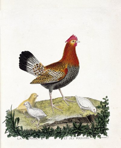 Zoological Chart (Ornithology): The Hen and Its Chicks (Domestic Hen or Gallus Gallus). Illustration in 