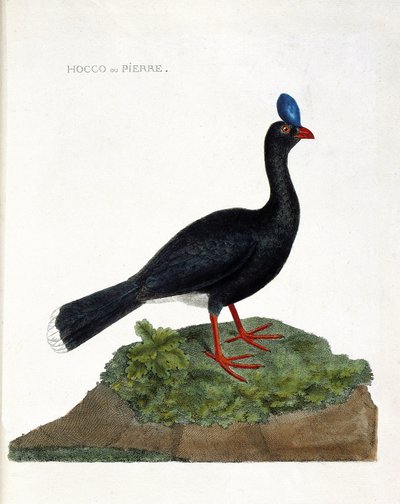 Zoological chart (ornithology): The hocco or stone (Hocco a stone or pauxi pauxi). Illustration in 