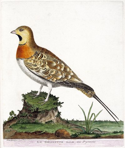 Zoological chart (ornithology): The male gelinotte of Pyrenees (Ganga cata or pterocles alchata). Illustration in 