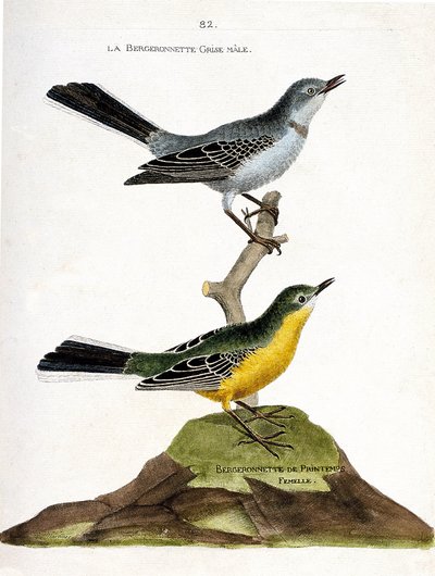 Zoological Chart (Ornithology): The Male Grey Bergeronnet (Motacilla Alba) on a Branch and the Female Spring Shepherd (Motacilla Flava). Illustration in 