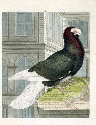 Zoological chart (ornithology): The nonan or capuchone pigeon. Illustration in 