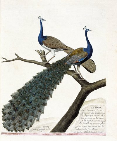 Zoological chart (ornithology): The peacock (blue peacock or pavo cristatus). Illustration in 