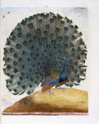 Zoological chart (ornithology): The peacock making the wheel (blue peacock or Pavo cristatus). Illustration in 