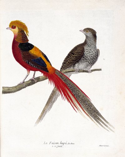Zoological chart (ornithology): The pheasant of China and its female on a branch. Illustration in 